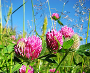 Клевер (красный)