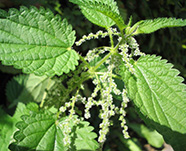 Крапива двудомная