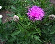 Левзвия софлоровидная