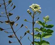 Постушья сумка