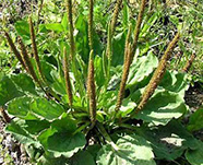 Подорожник большой