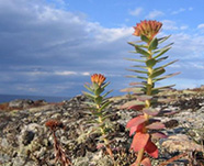 Радиола розовая