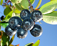 Рябина черноплодная