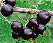 Смородина черная