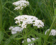 Тысячелистник