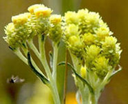 Бессмертник